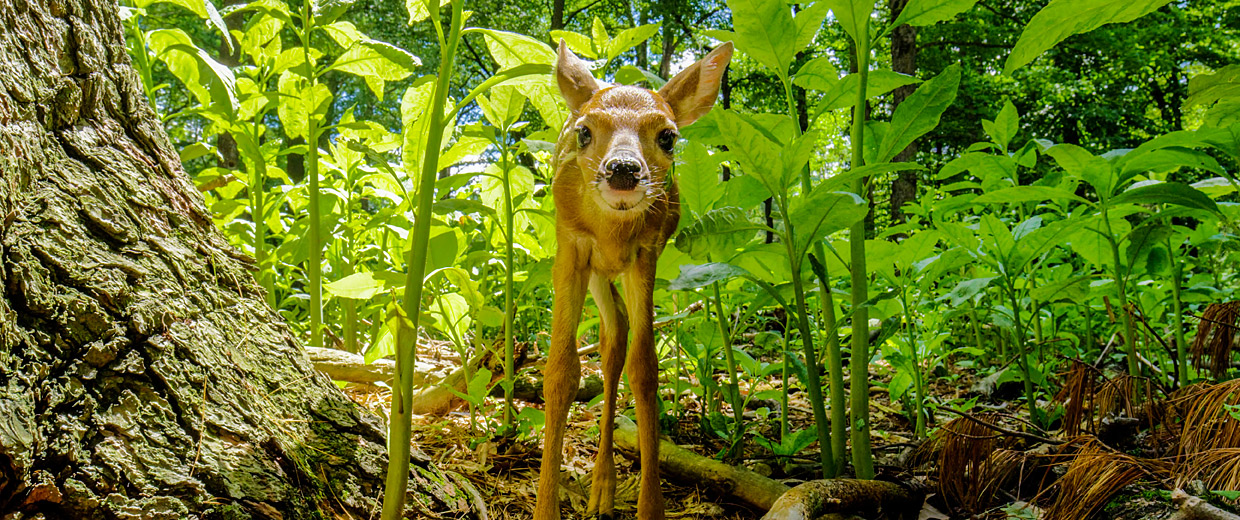 Fawn