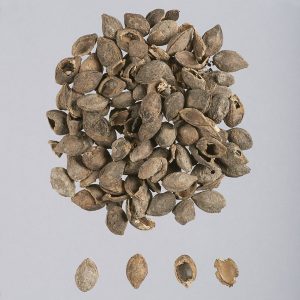 Pile of about fifty plum pits