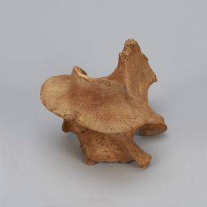 Bison vertebra