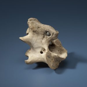 Bison vertebra