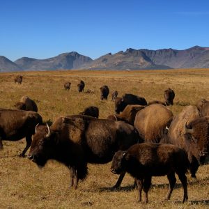 Herd of American bison