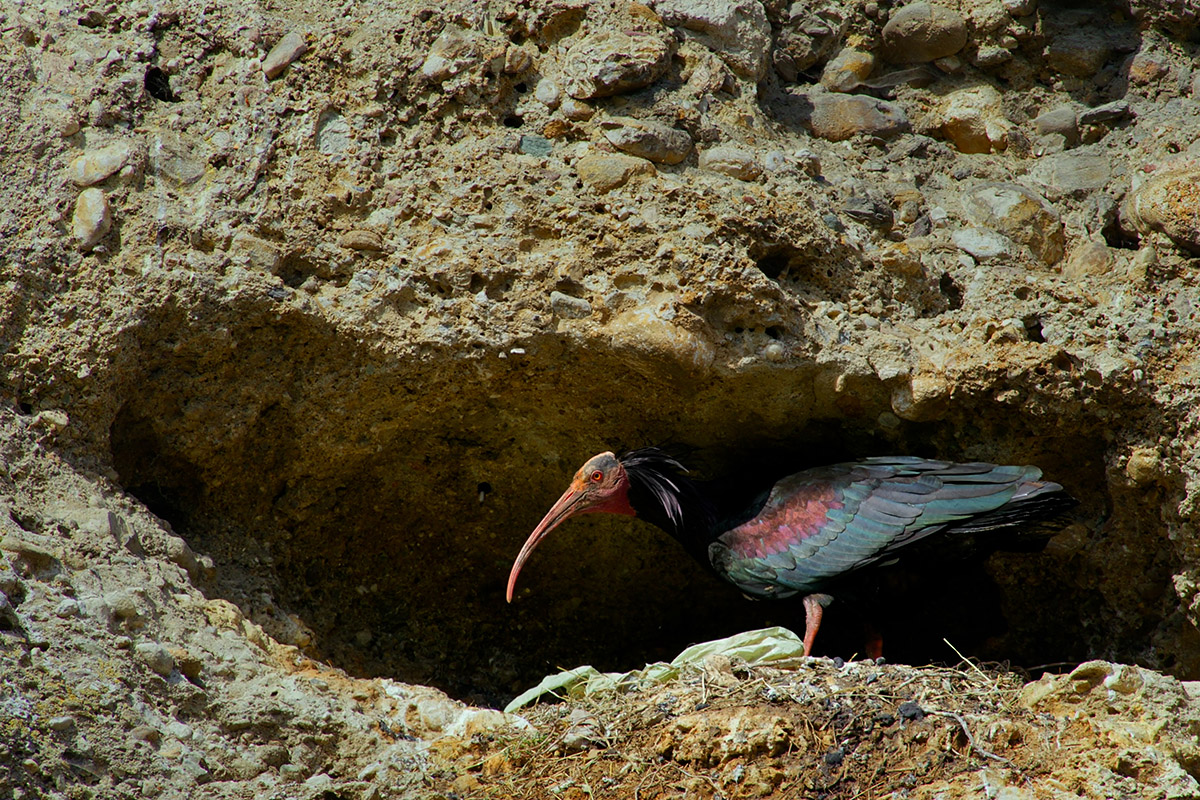 A bird