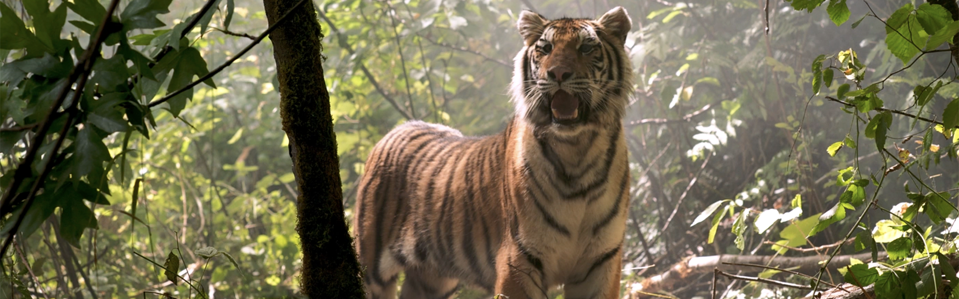A tiger
