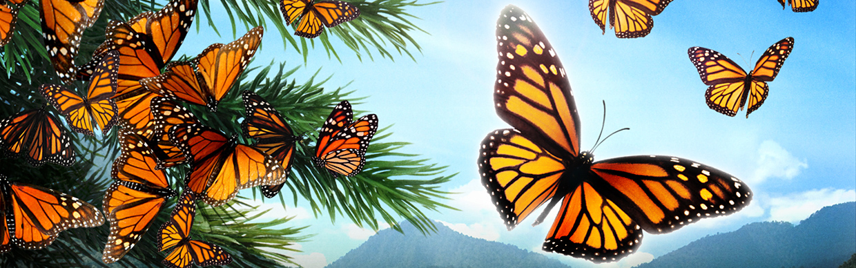 Butterflies
