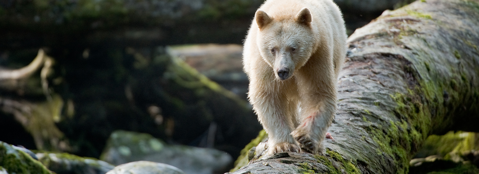 A bear