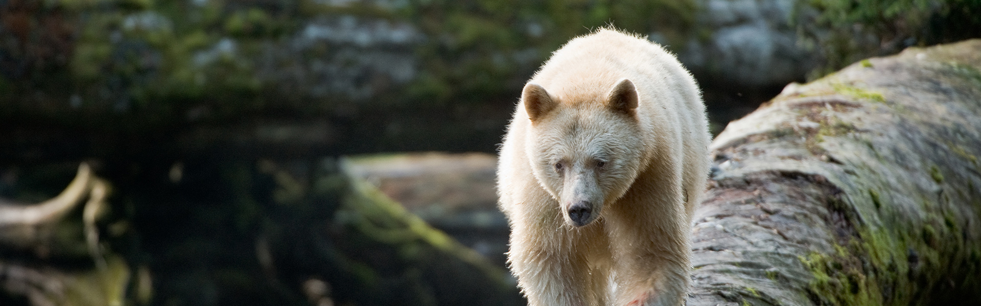 A bear