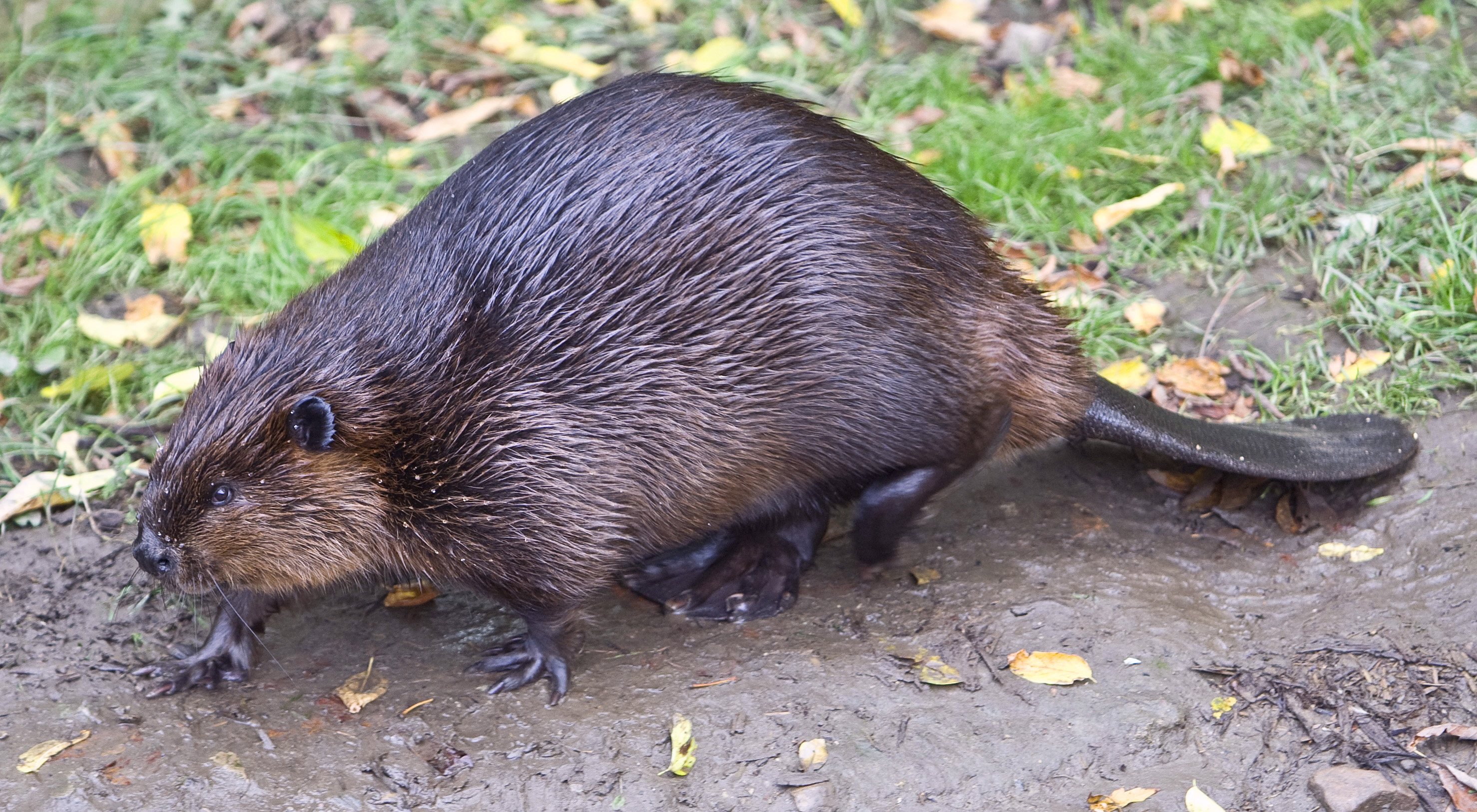 Castor sur la rive d’une rivière. //Beaver on a river bank