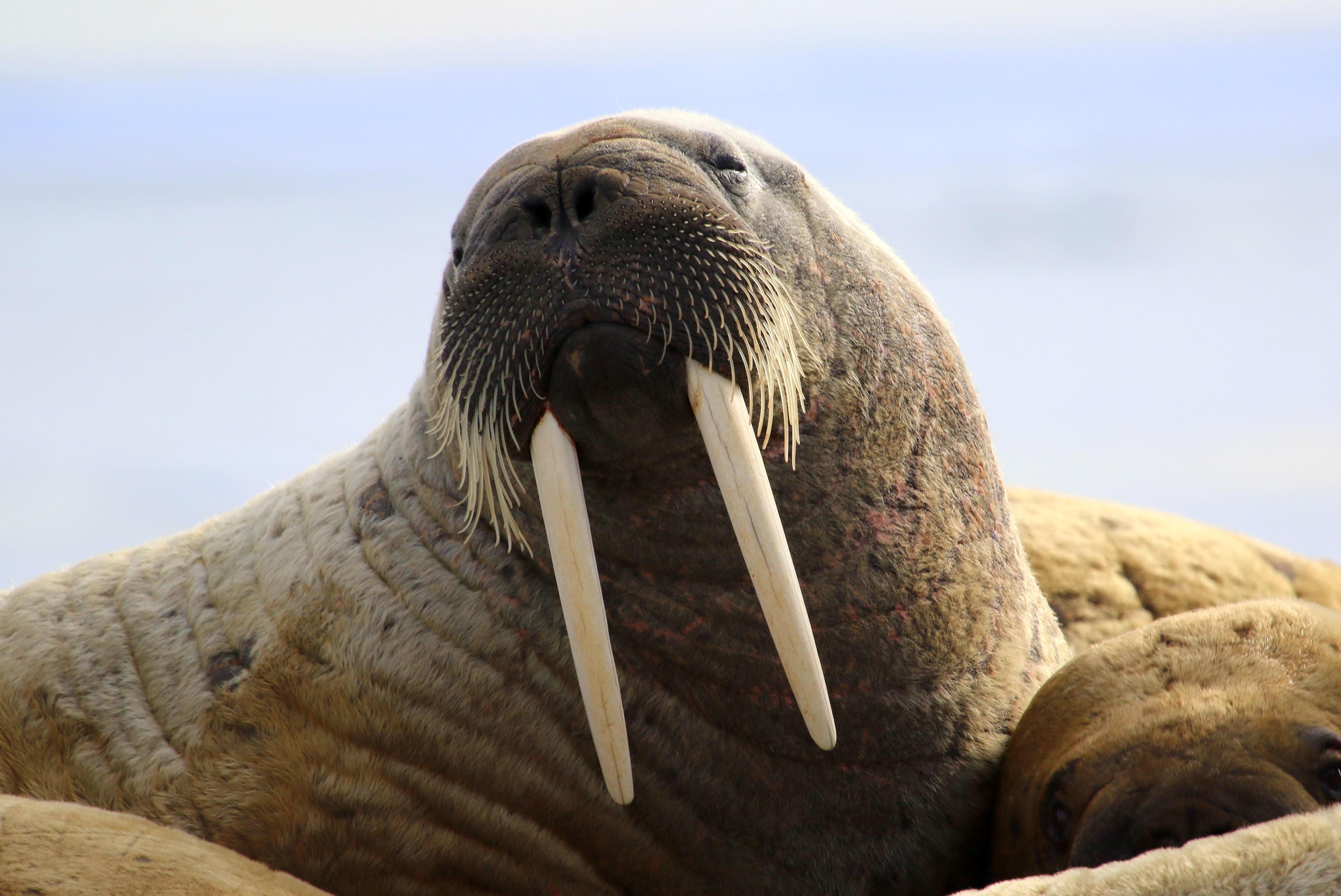 Un morse dont on voit les défenses.//Walrus showing its tusks